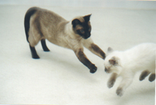 Cat Fight without gravity!