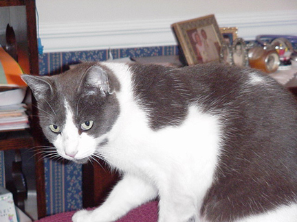 Furrari's Page