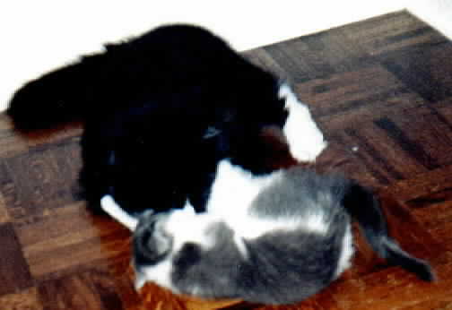Furrari and Bruno Rasslin'