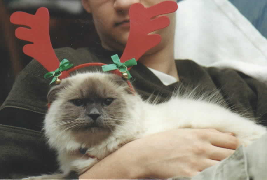 Reindeer Spec