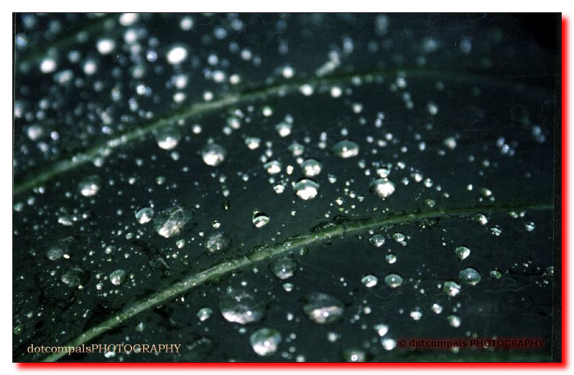 leaf-drops