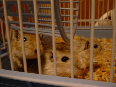 Kris' gerbils