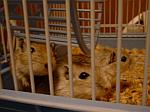 Kris' gerbils