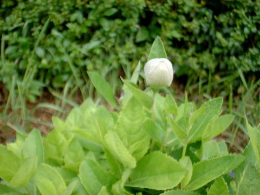 Balloon Plant 5/27/2000
