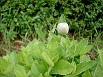 Balloon Plant