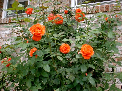 Roses 5/27/2000