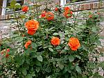 Roses