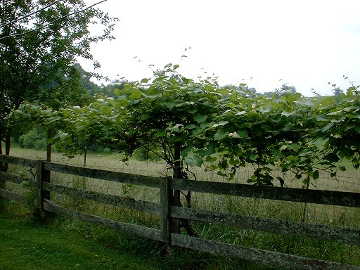 The grapevine