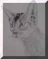 cattwo.jpg (134558 bytes)