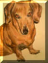 conniedog.jpg (865288 bytes)