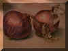 onions.jpg (434268 bytes)