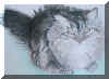 sylviacat.jpg (501885 bytes)