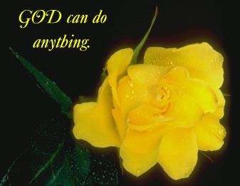yellowrose