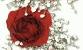 rose divider