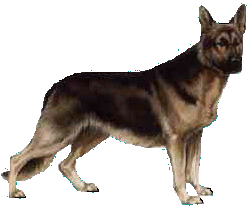 police dog