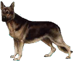 police dog