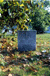 Gravestone in Centreville, VA