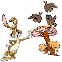 Rabbit