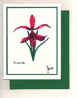 Aztec Lily