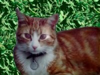 Henri