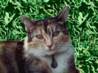 Maurie