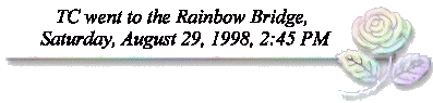 RainbowDivider