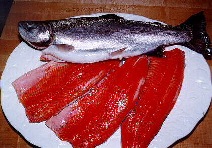 /user/fish1.jpg