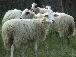 Sheep say: "Sheep! Sheep! Sheep!" I couldent have said it better myself