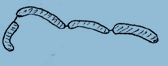 links
