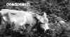 mucca.jpg (27061 byte)