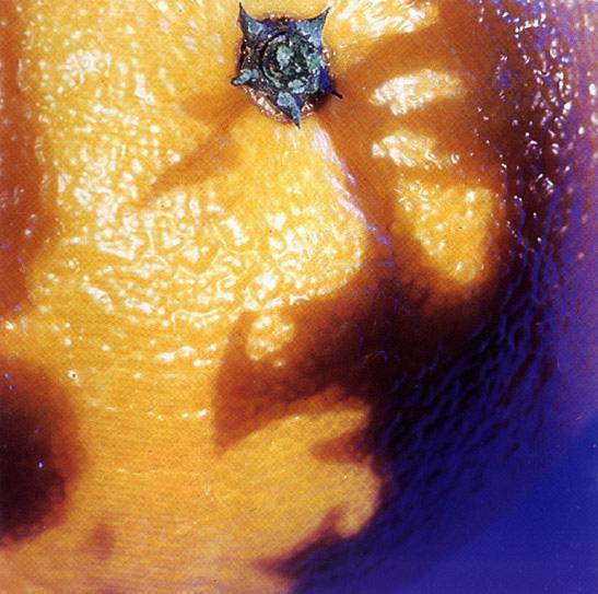 Picture of Nectar