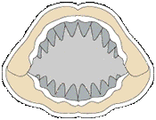 Carlton Megalodon, the Man at Arms