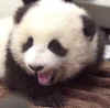 babypanda2.jpg (6442 bytes)