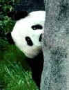 pandapeeking.jpg (6931 bytes)