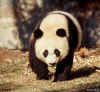 pandas10.jpg (111864 bytes)