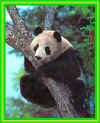 pandas14.jpg (21033 bytes)