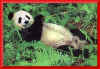 pandas15.jpg (16999 bytes)