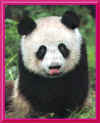 pandas16.jpg (18108 bytes)