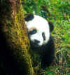 pandas25.jpg (359842 bytes)