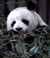 pandas26.jpg (75835 bytes)