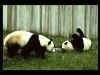 pandas.jpg (8547 bytes)