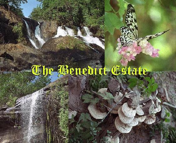 Unparalleled beauty in the Smokey Mountains!