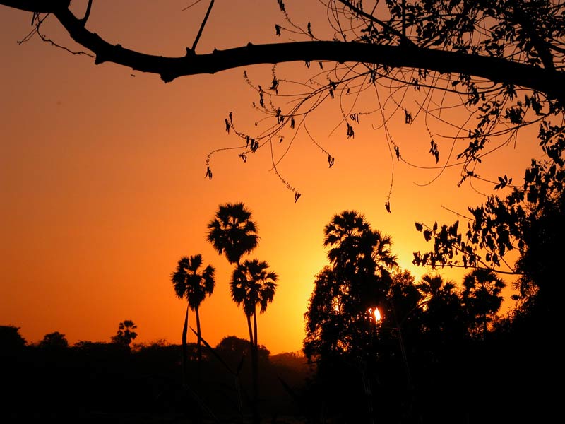iit-trees-sunset