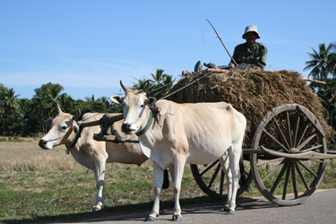 Harvest Transport