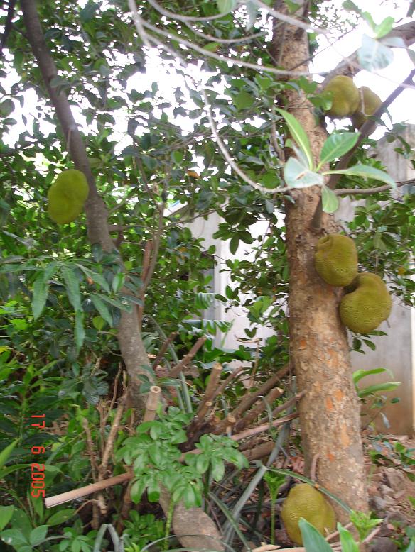 Jack Fruit Tree