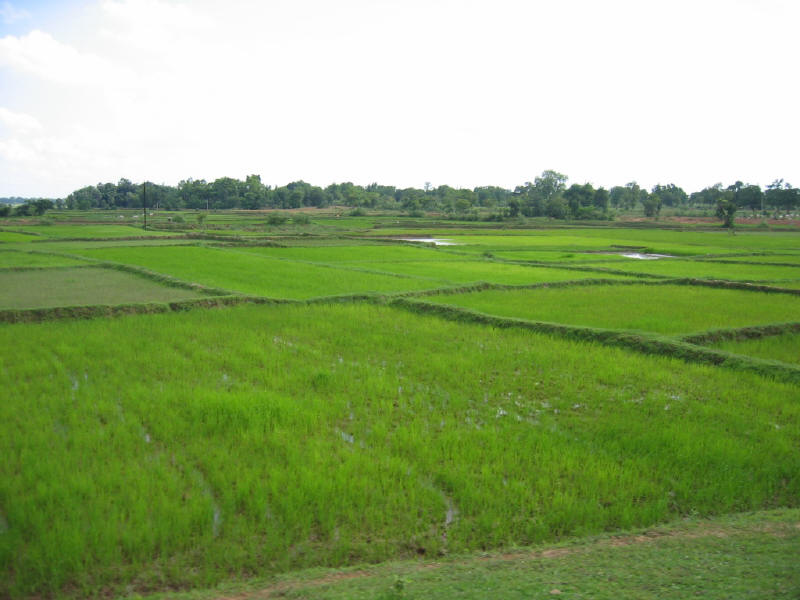 Paddy Field