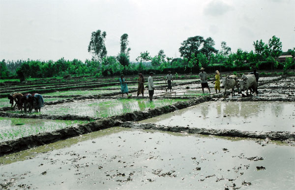Paddy Field