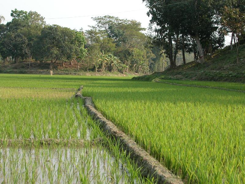 Paddy Field