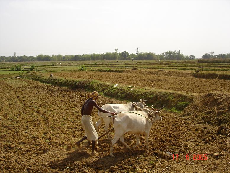 Summer Ploughing