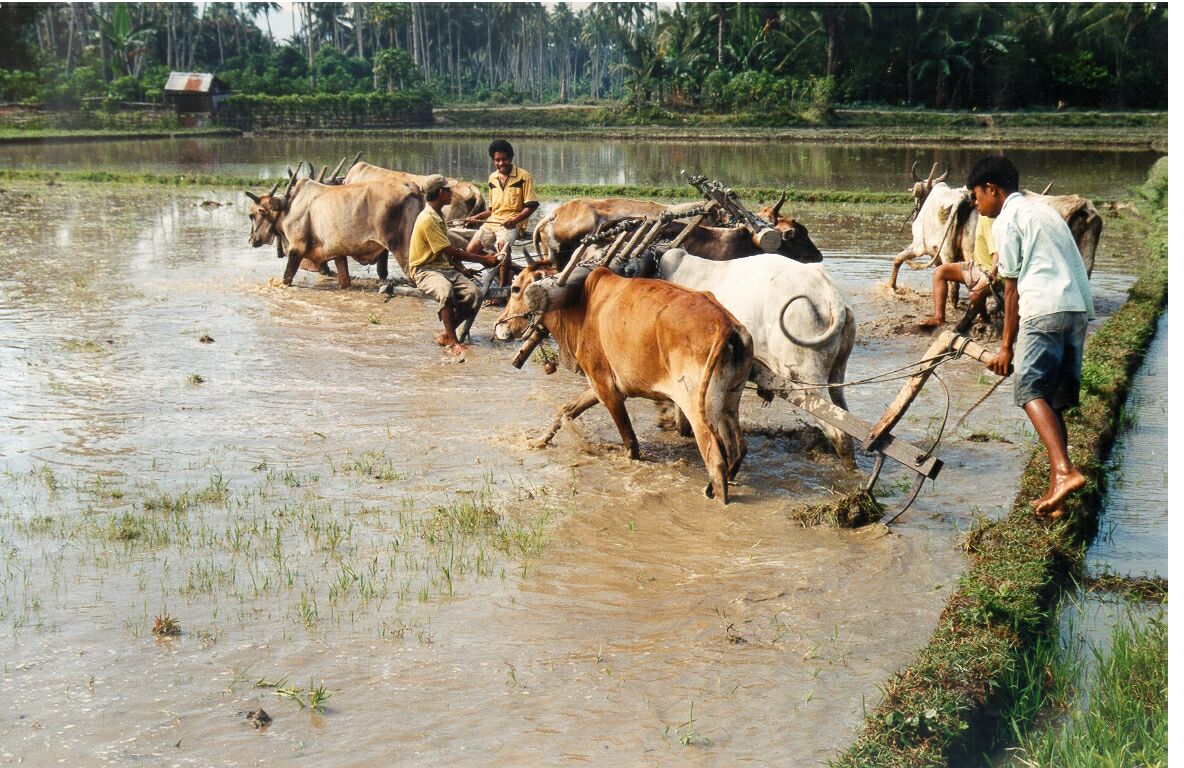 Rainy Ploughing